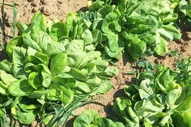 Prvi plodovi iz našeg eko vrta