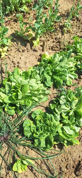 Prvi plodovi iz našeg eko vrta