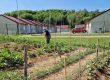 HORTIKULTURA