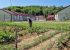 HORTIKULTURA